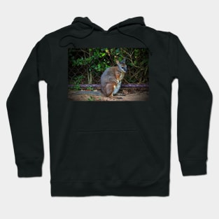 Red Necked Wallaby Hoodie